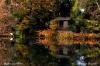 Reflets sur l'Allan depuis le Parc du Près la Rose à Montbéliard (25)