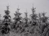 Sapins sous la neige à Vautran du Haut (25)
