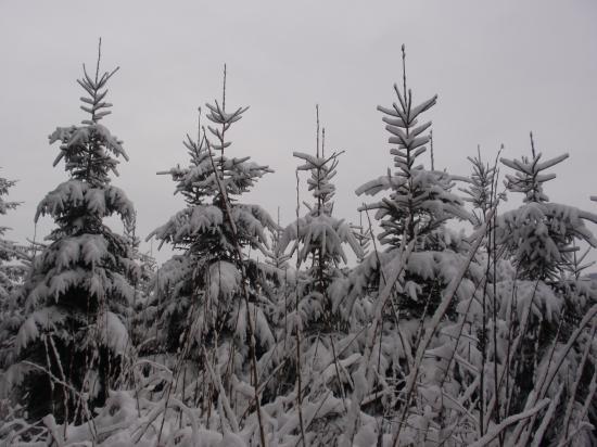 Sapins sous la neige à Vautran du Haut (25)