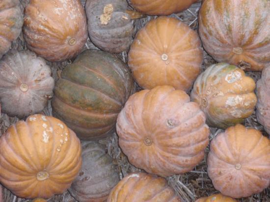 Cucurbitacées dans la cour du château de Montbéliard (25)