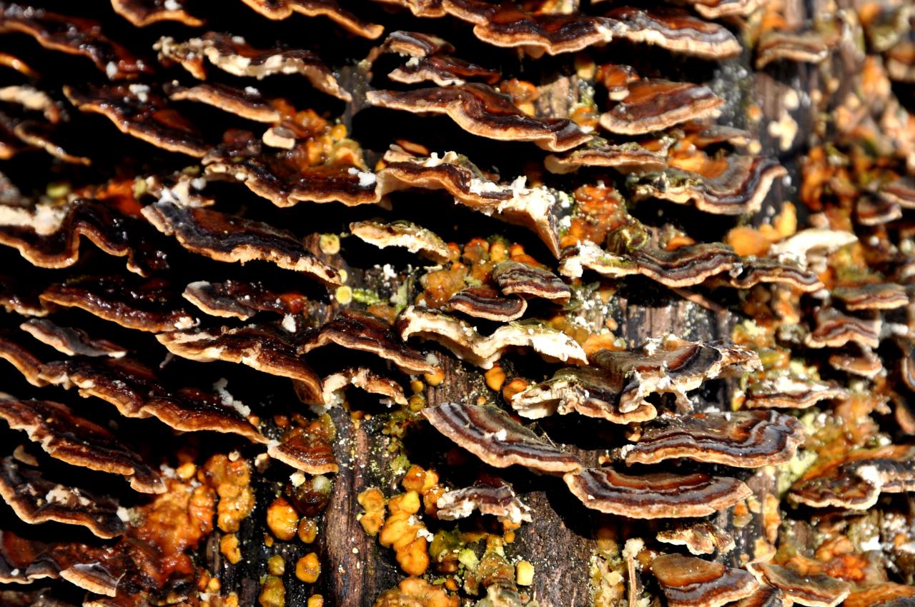 Champignons sur un arbre - Mathay - Doubs - Février 2013