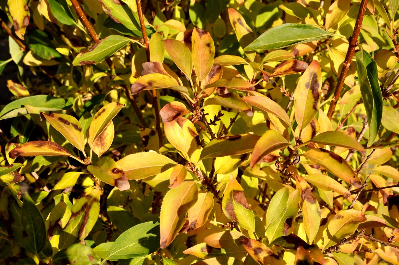 Végétation en Charente - Novembre 2012