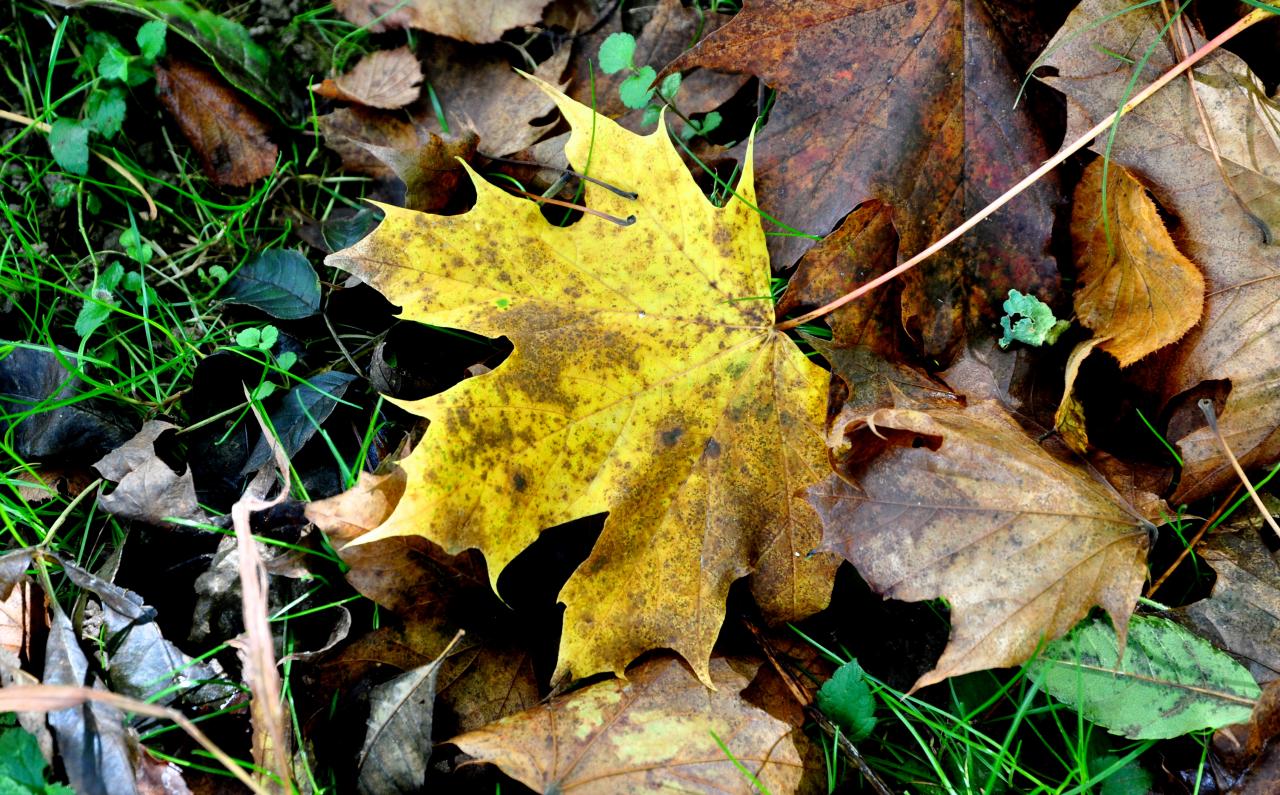 Automne à Mathay - Doubs - Octobre 2013