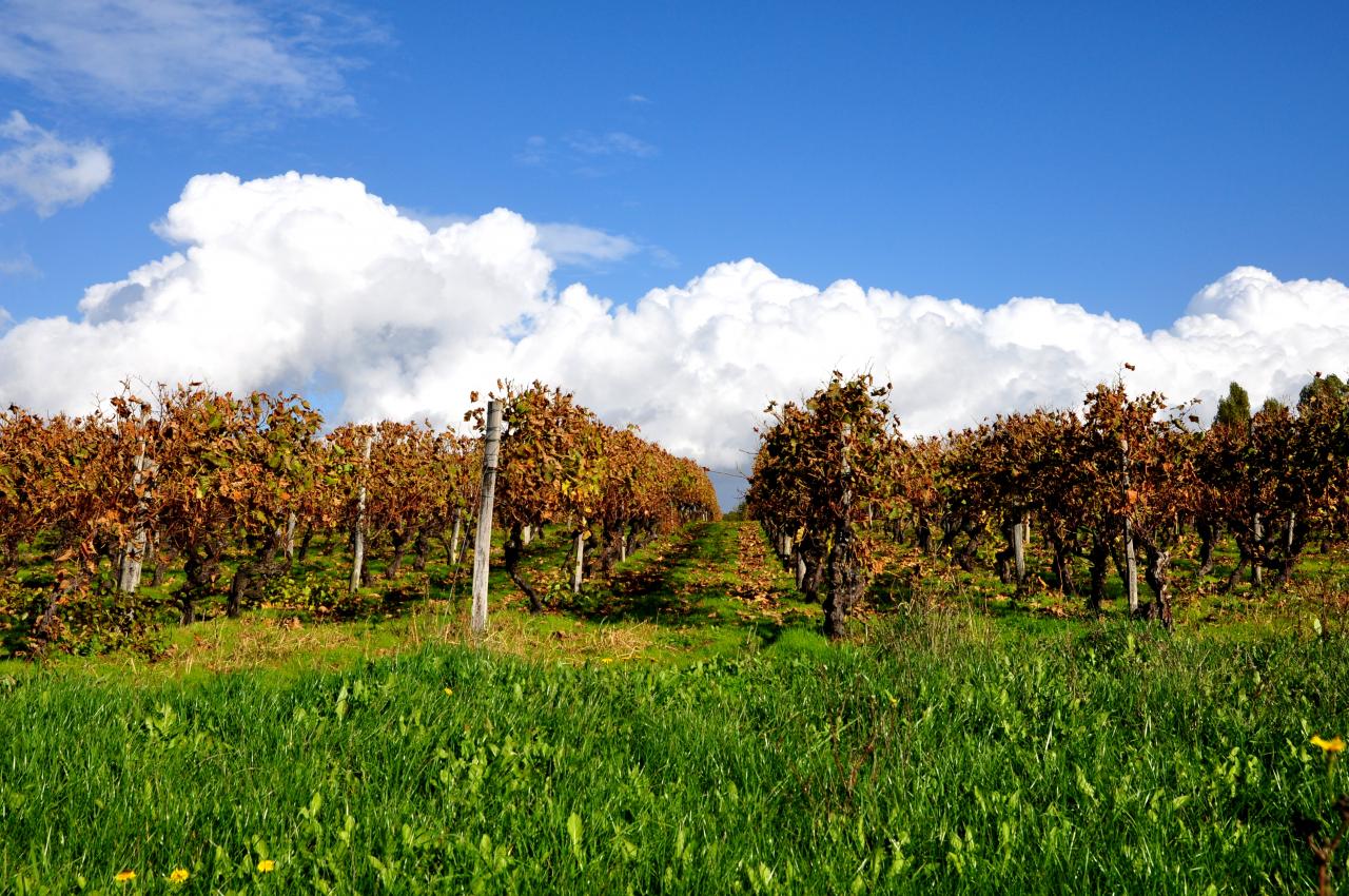 Vignoble charentais - Novembre 2012