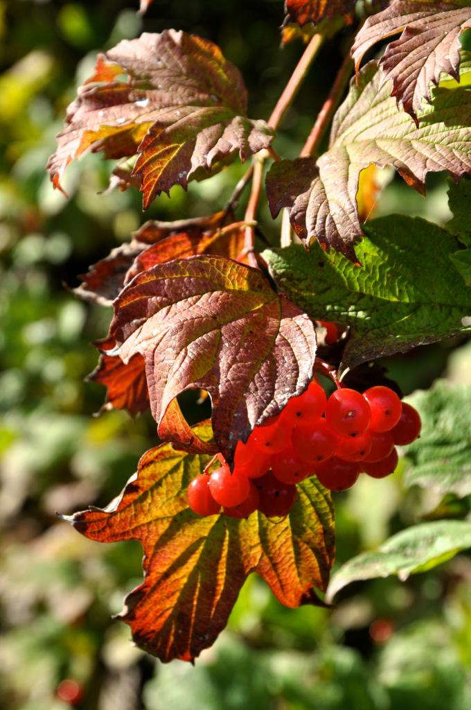 Automne à Mathay - Doubs - Octobre 2013