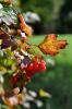 Végétation en automne à Mathay - Doubs - Octobre 2013