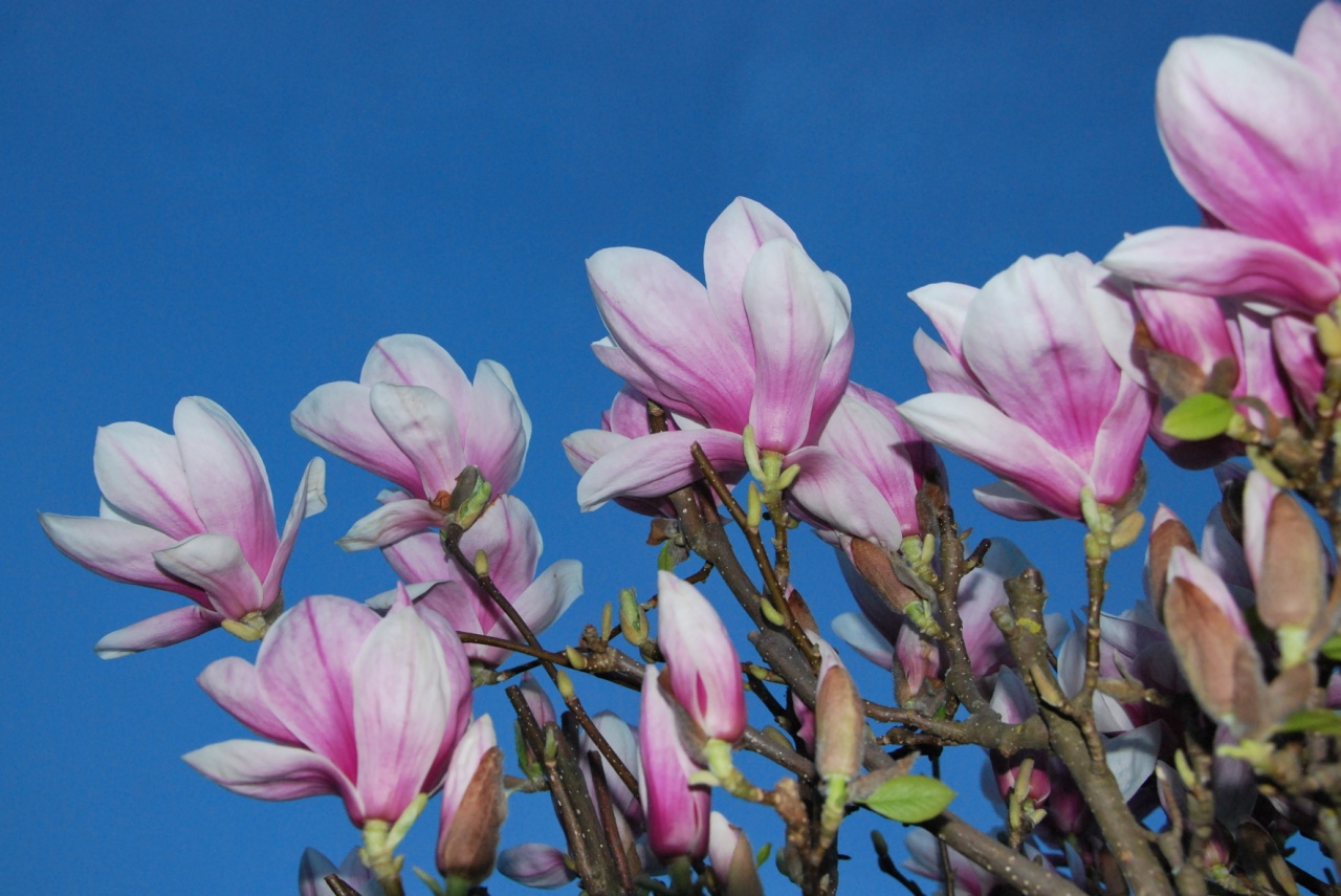 Fleurs de magnolia au printemps - Doubs - Avril 2009