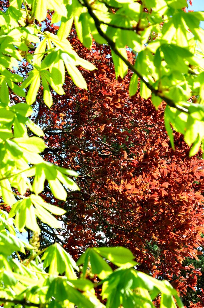 Végétation printanière à Montignac - Charente - Avril 2013