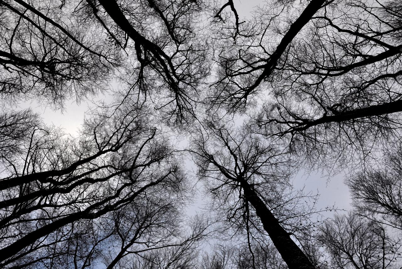 Forêt de Pierrefontaine-Les-Blamont - Doubs - Janvier 2016