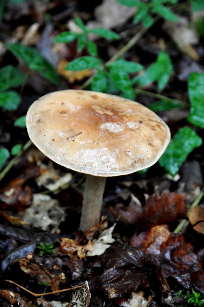 Champignon en Charente - Novembre 2012