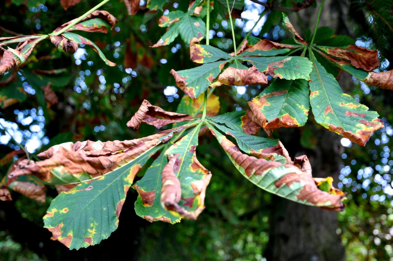 Feuilles de marronnier à Mathay - Doubs - Octobre 2013