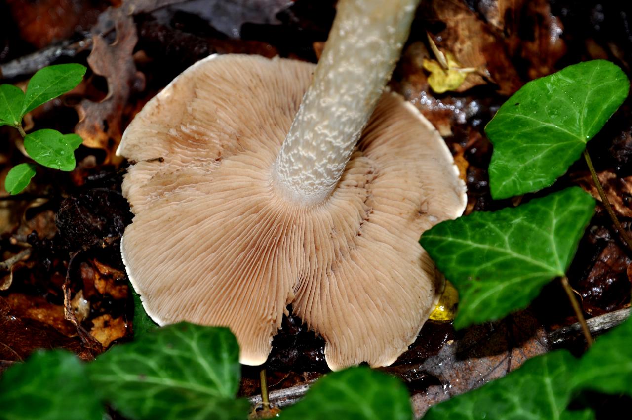 Sous-bois en Charente - Novembre 2012