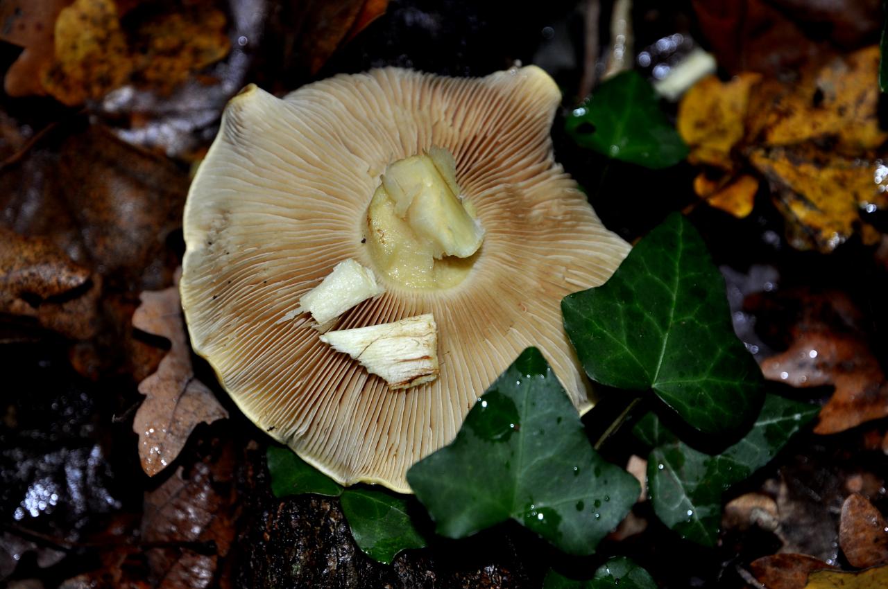 Champignon en Charente - Novembre 2012