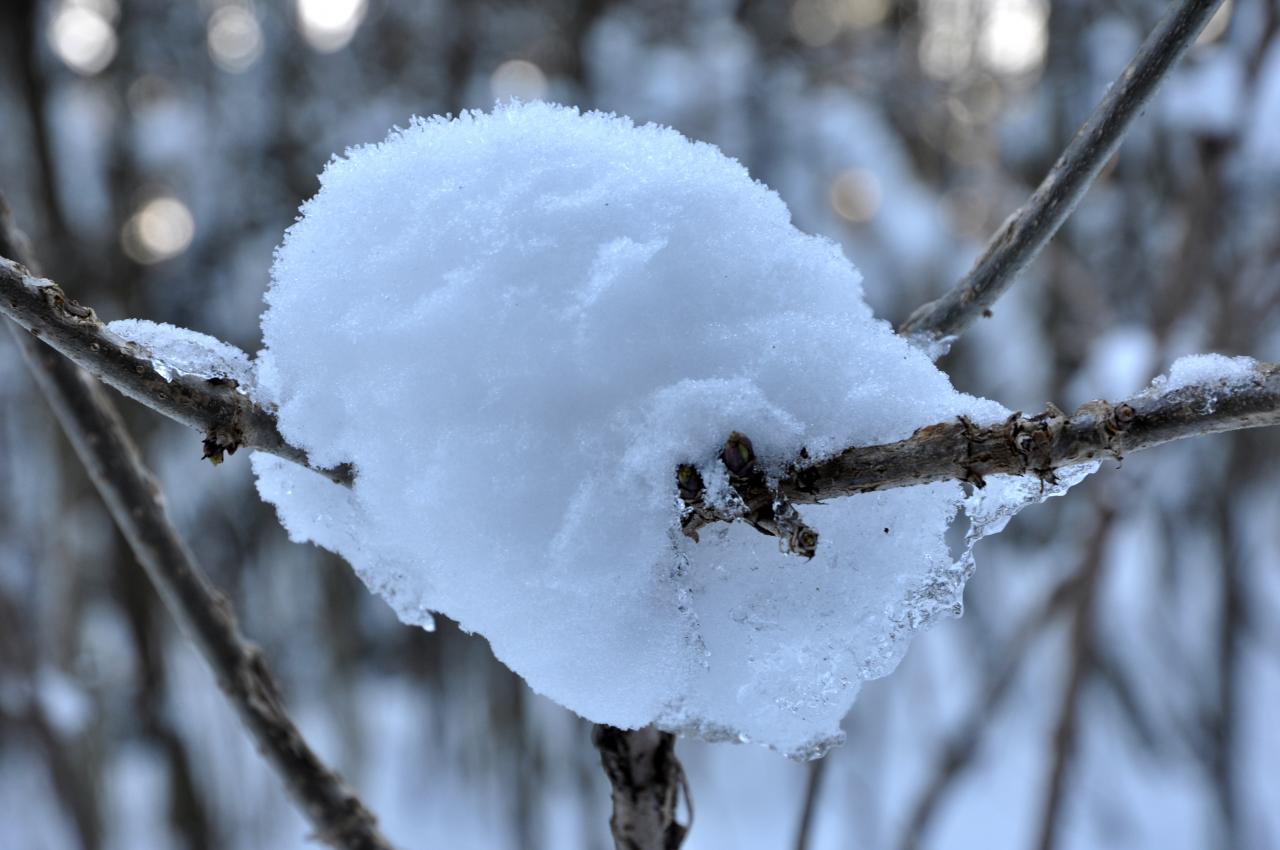 Végétation en hiver à Charquemont - Doubs - Février 2013