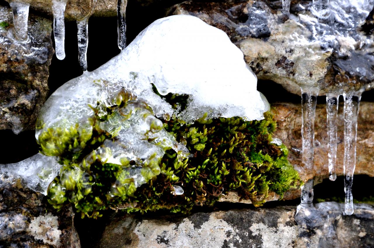 Nature figée - Mathay - Doubs - Janvier 2013