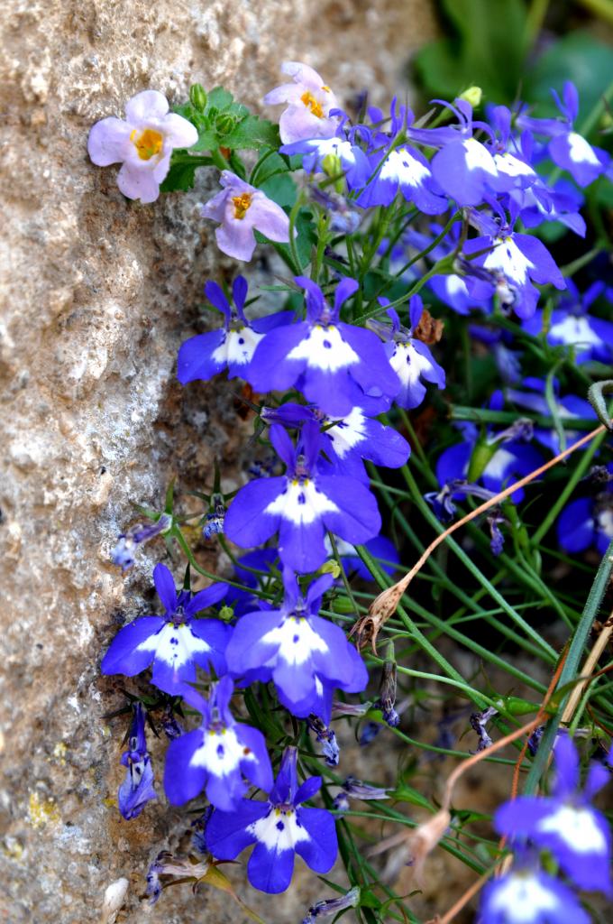 Parterre fleuri à Saint Hippolyte - Doubs - Juillet 2013