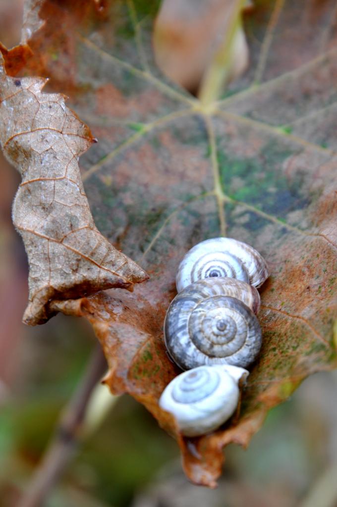 Feuille de vigne en Charente - Novembre 2012