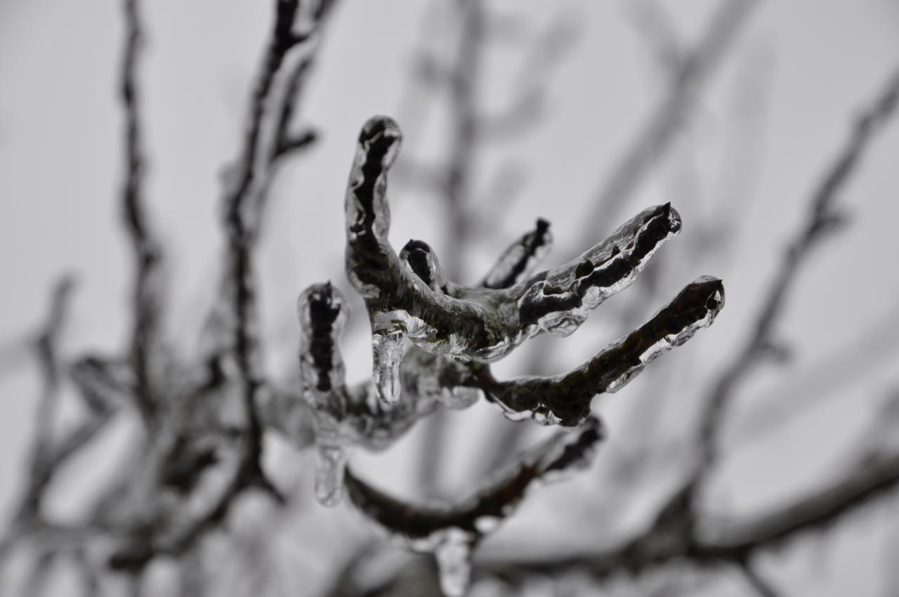 Nature figée - Mathay - Doubs - Janvier 2013