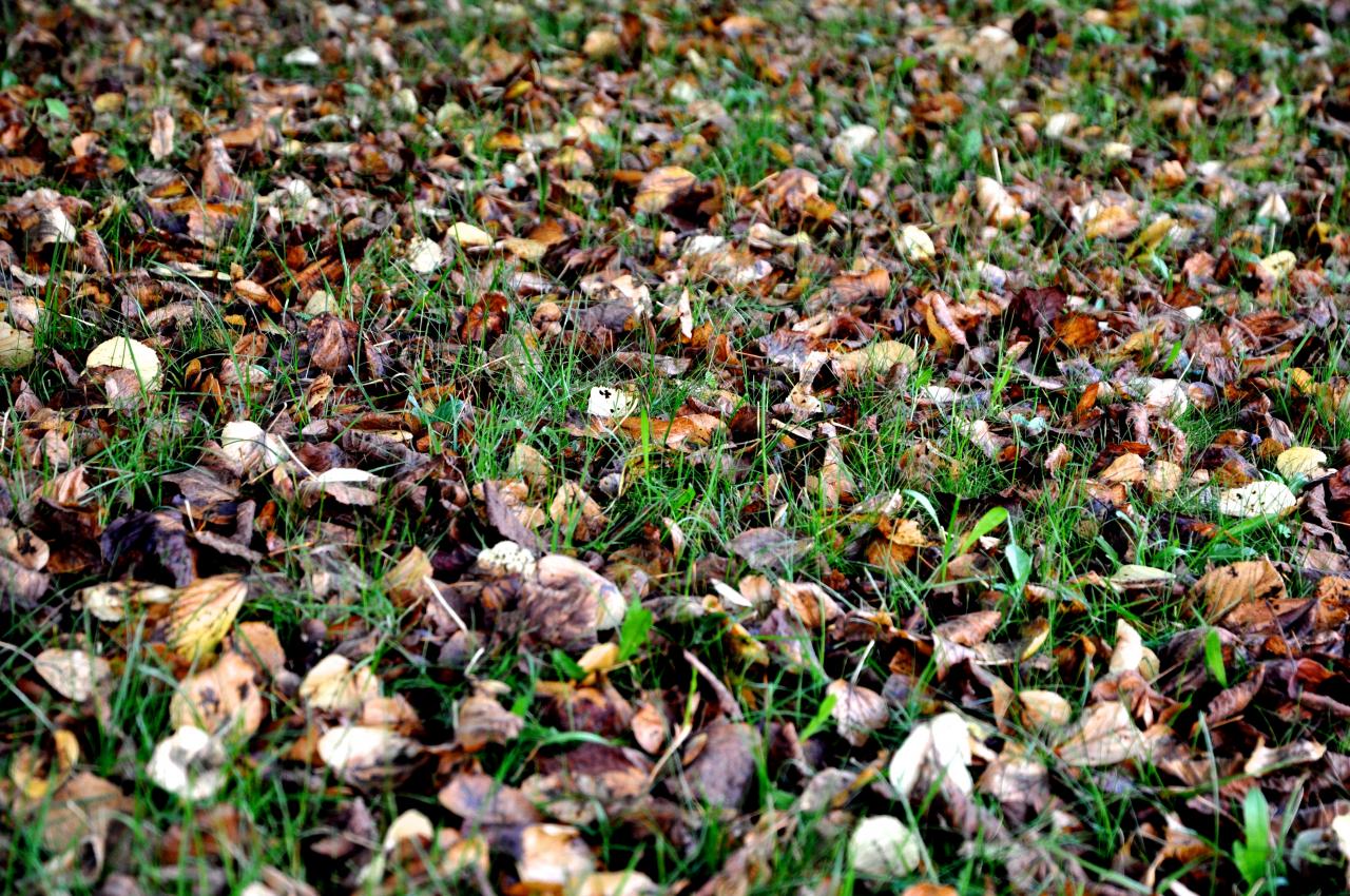 Tapis de feuilles mortes à Mathay - Doubs - Octobre 2013