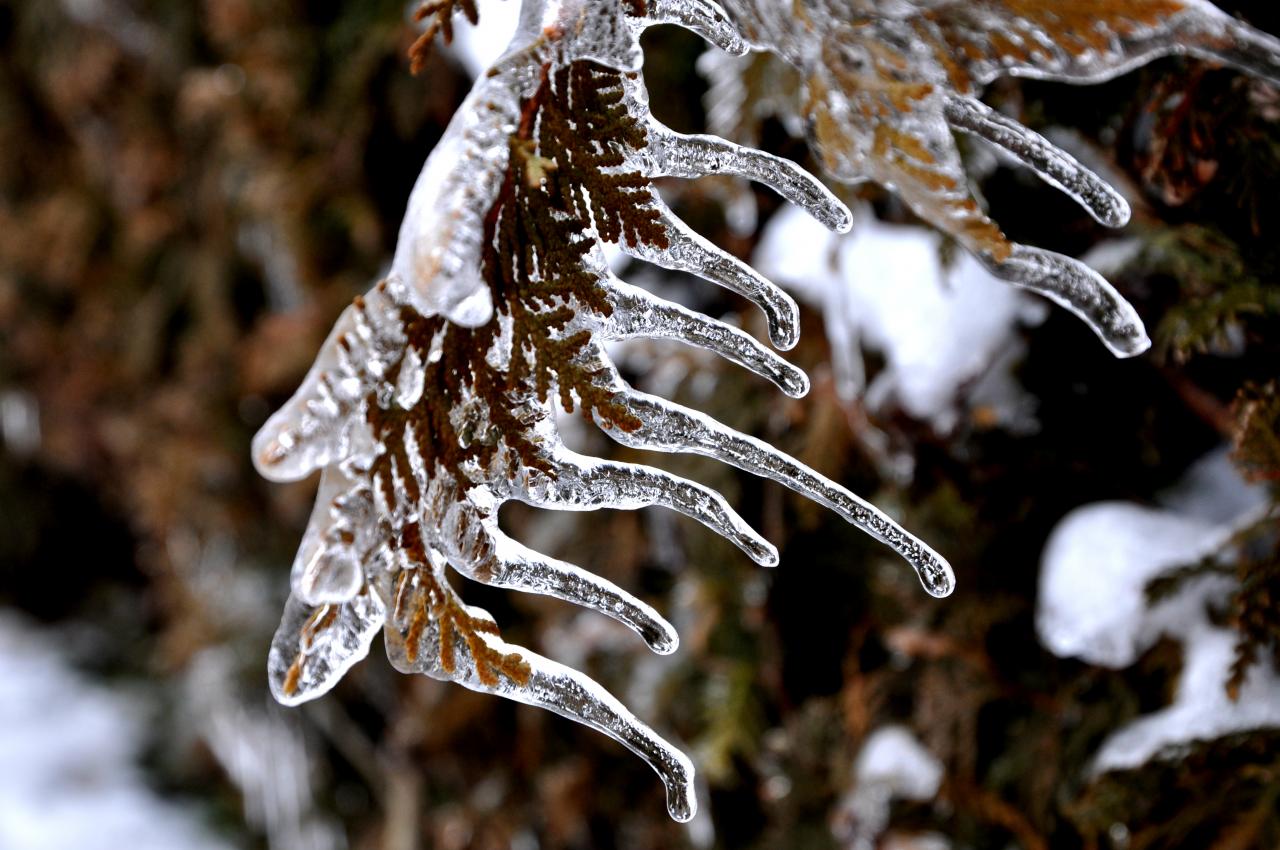 Nature figée - Mathay - Doubs - Janvier 2013