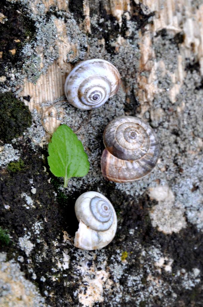 Escargots en Charente - Novembre 2012