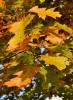 Feuilles d'automne à Mathay - Doubs - Octobre 2013