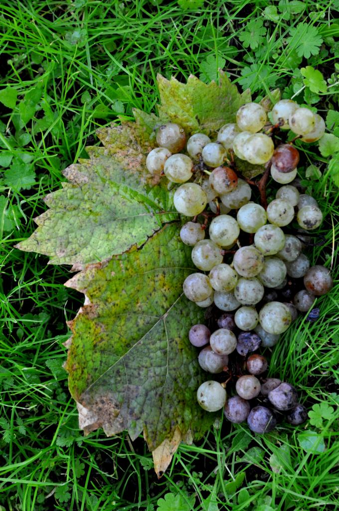 Grappe de raisin en Charente - Novembre 2012