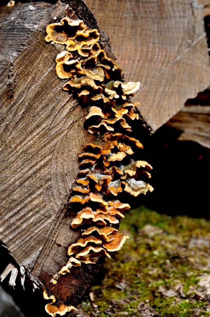 Champignons sur une souche à Mathay - Doubs - Octobre 2013