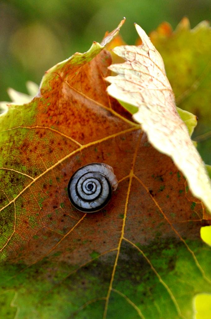 Feuille de vigne en Charente - Novembre 2012