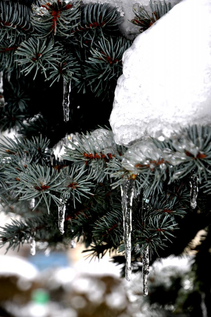 Nature figée - Mathay - Doubs - Janvier 2013