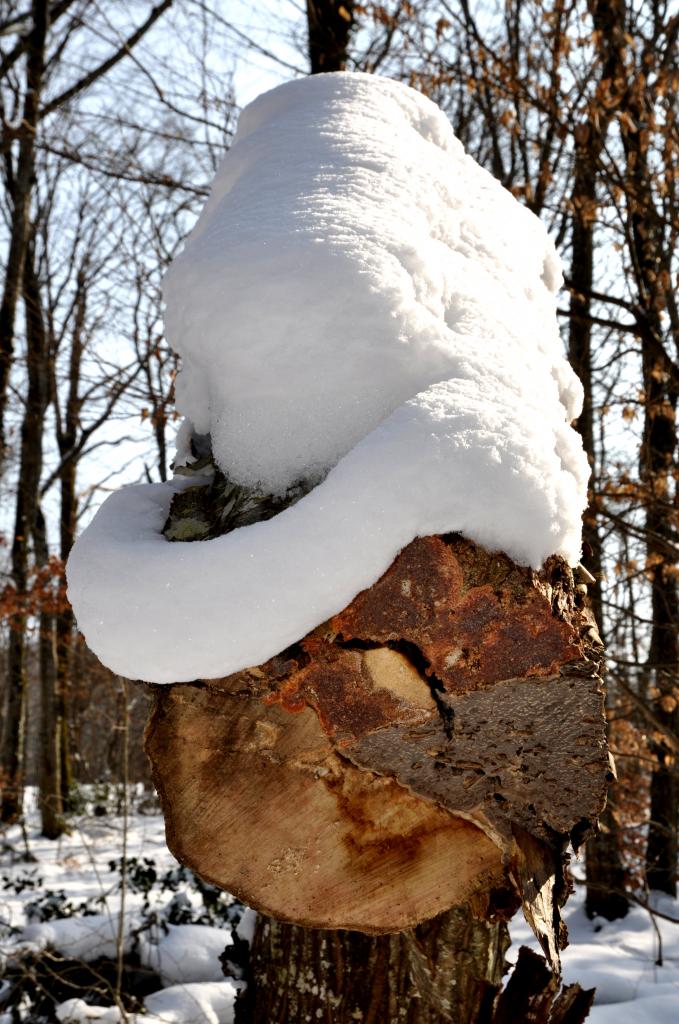 Hiver dans la forêt de Mathay - Doubs - Février 2013