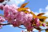 Pommier au printemps en Charente - Avril 2013