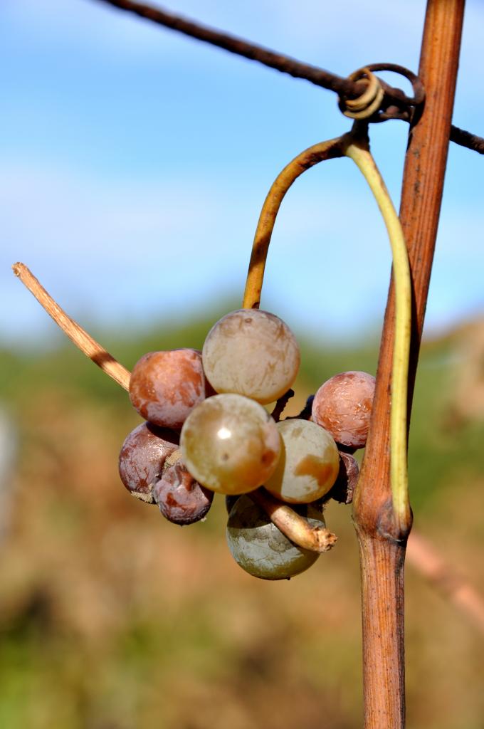 Grappe de raisin en Charente - Novembre 2012