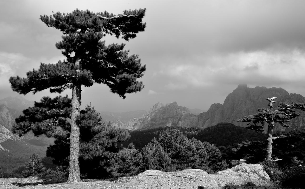 Col de Bavella - Alta Rocca - Corse du sud - Août 2014