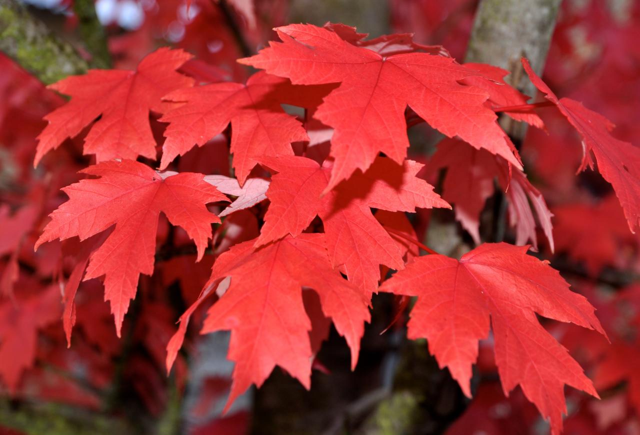 Feuilles d'automne à Roullet Saint Estèphe - Charente - Octobre 2013