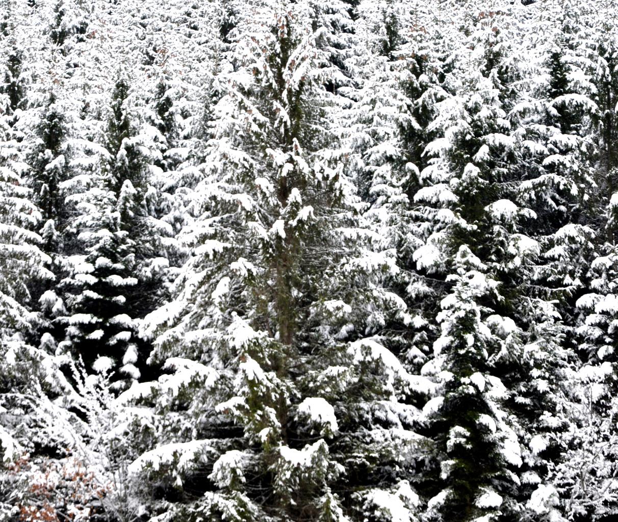 Forêt de Pierrefontaine-Les-Blamont - Doubs - Janvier 2016