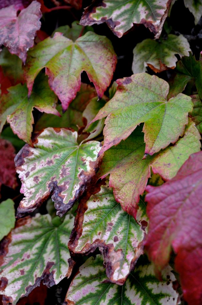 Feuilles d'automne à Ségonzac - Charente - Octobre 2013