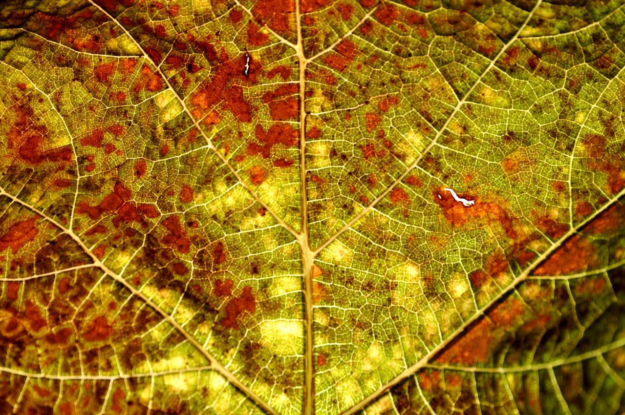 Feuille de vigne en Charente - Novembre 2012