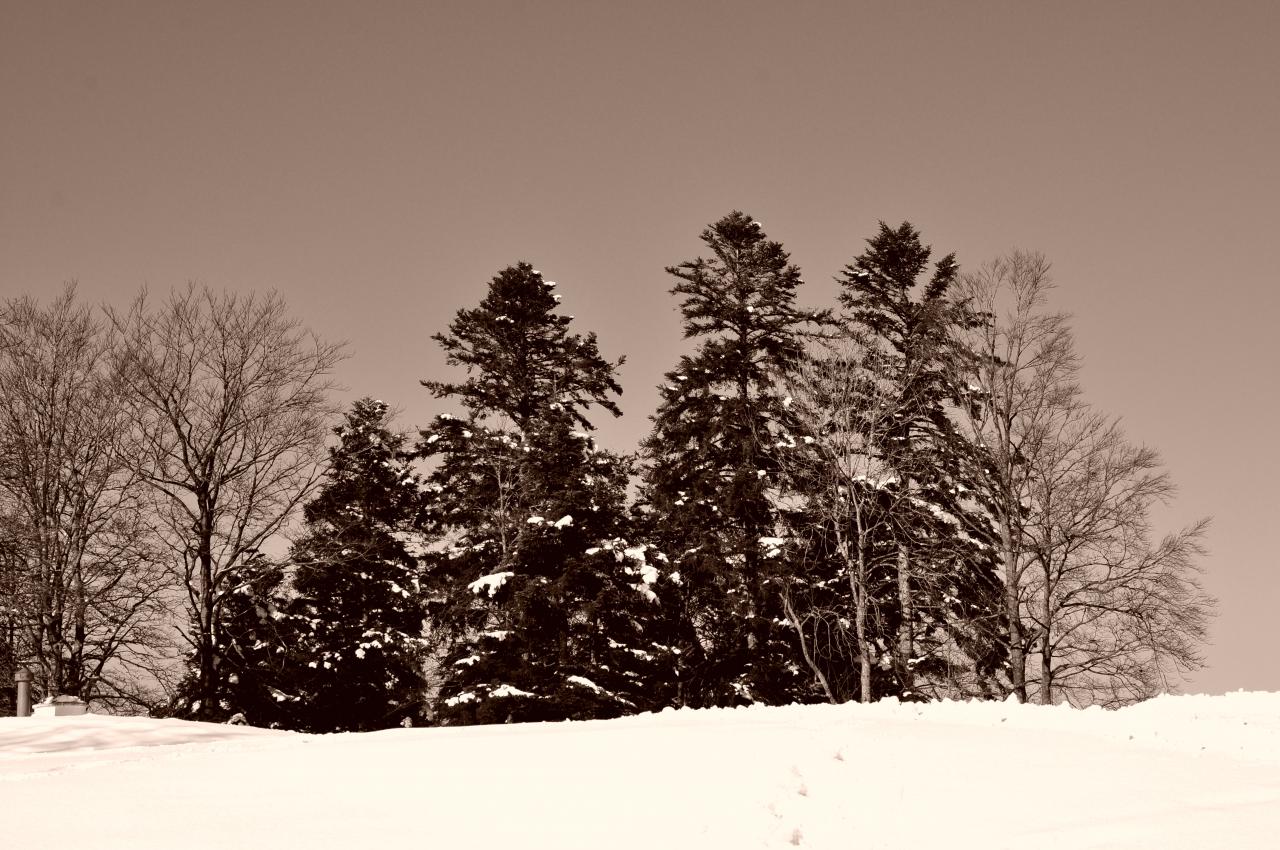 Nature en hiver à Charquemont - Doubs - Février 2013