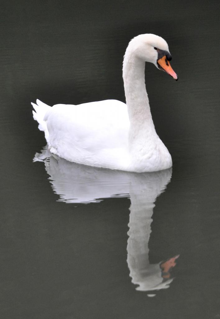 Cygne à Lignières-Sonneville - Charente - Octobre 2013