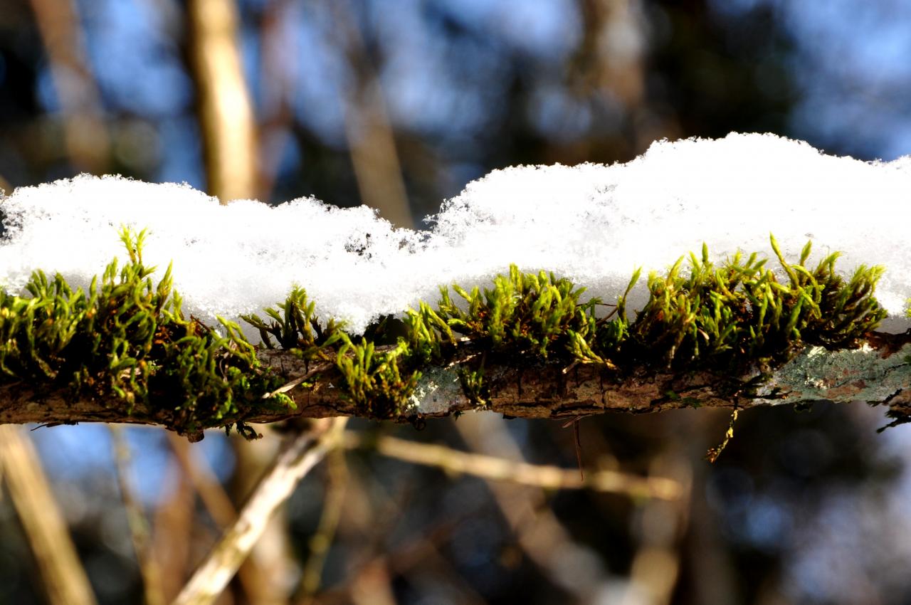 Hiver dans la forêt de Mathay - Doubs - Février 2013