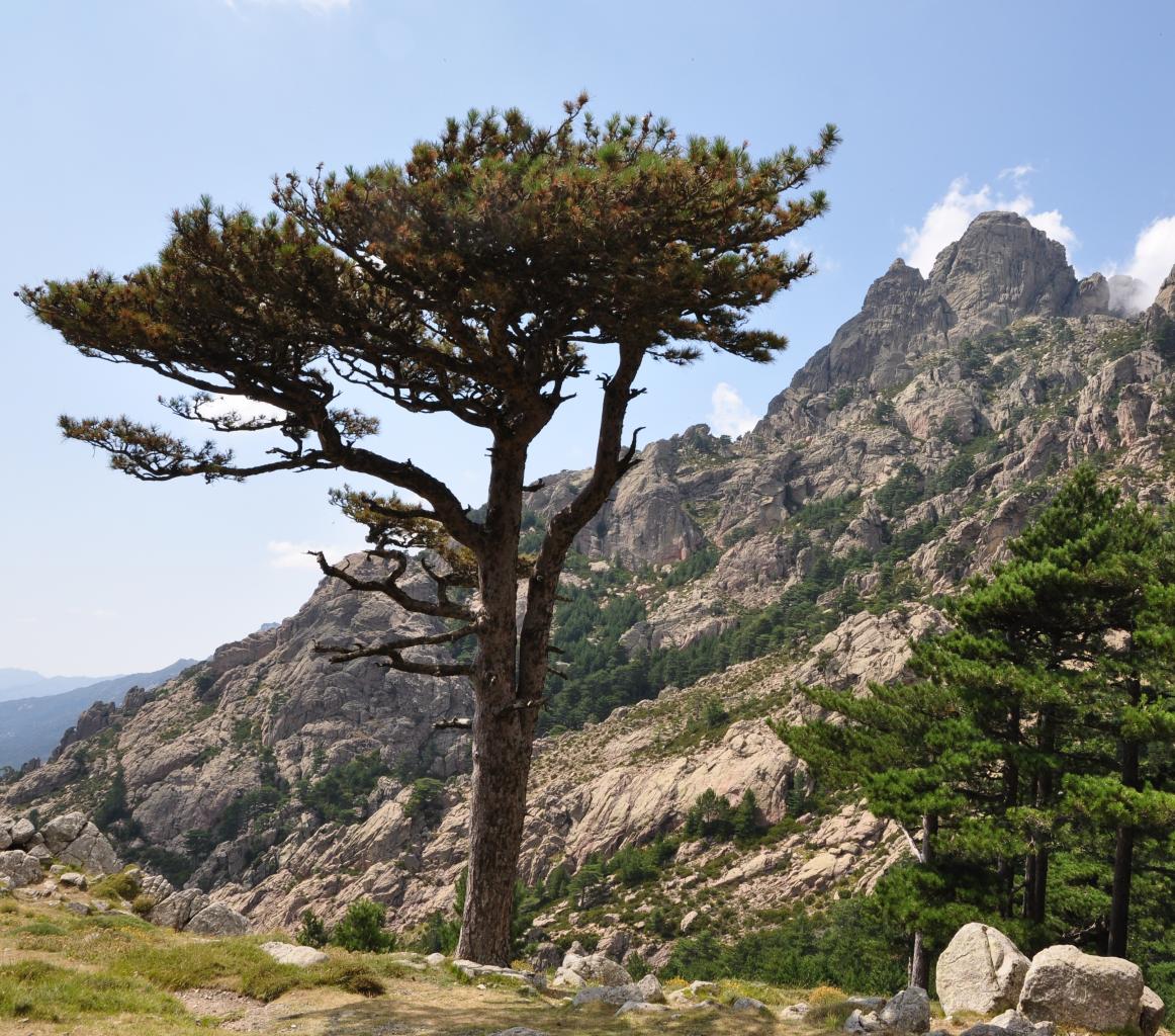 Col de Bavella - Alta Rocca - Corse du sud - Août 2014