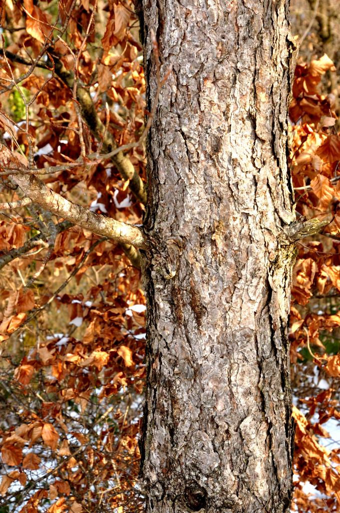 Forêt communale de Mathay - Doubs - Février 2013