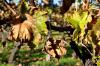 Feuilles de vigne en Charente - Novembre 2012