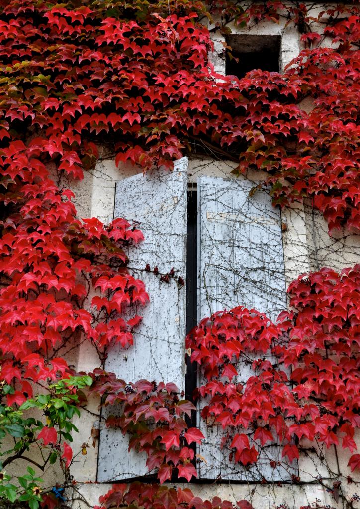 Ségonzac - Charente - Octobre 2013