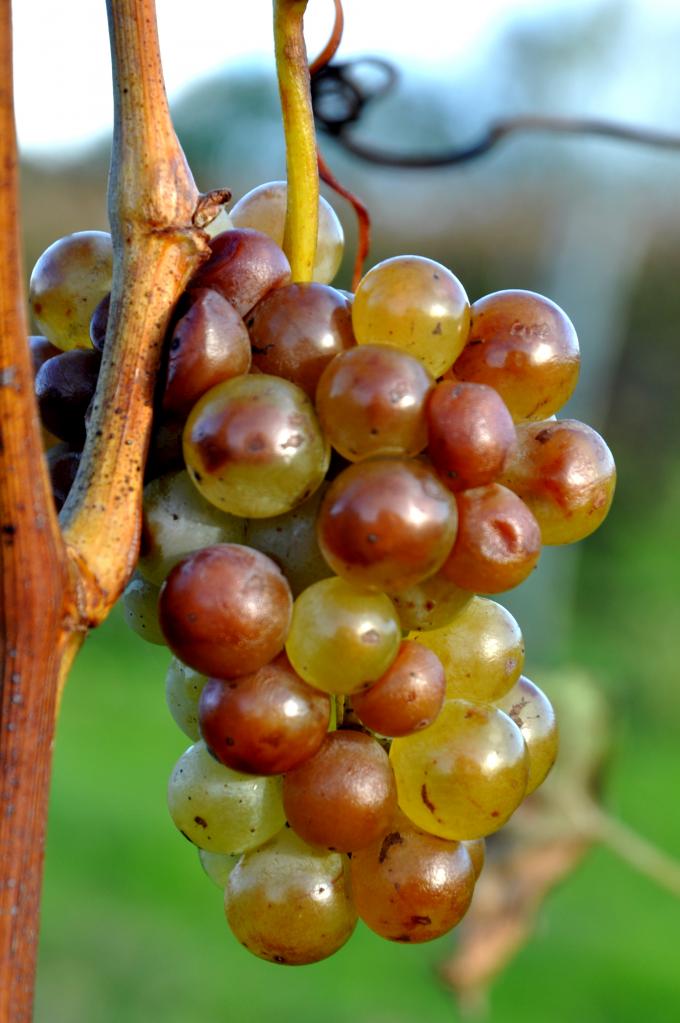 Grappe de raisin à Roullet Saint Estèphe - Charente - Novembre 2012