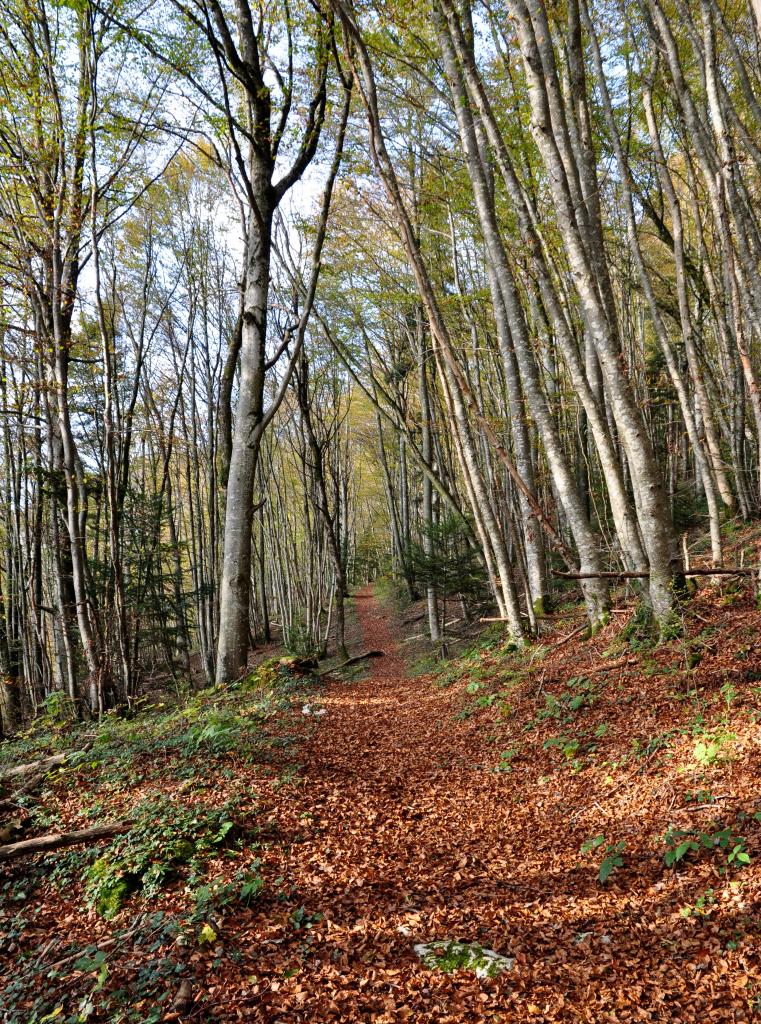 Sous-bois à Soulce-Cernay - Doubs - Octobre 2014