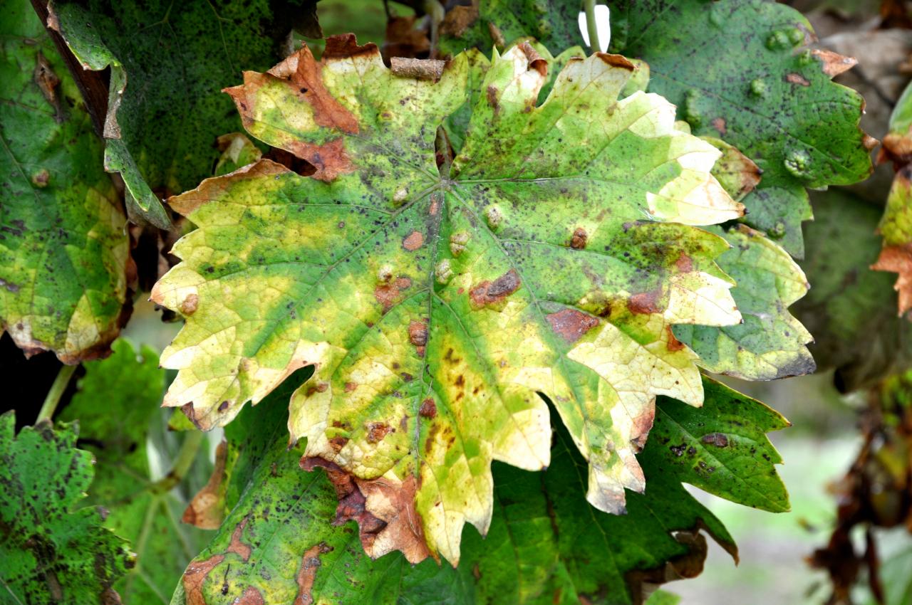 Feuille de vigne à Roullet Saint Estèphe - Charente - Octobre 2013