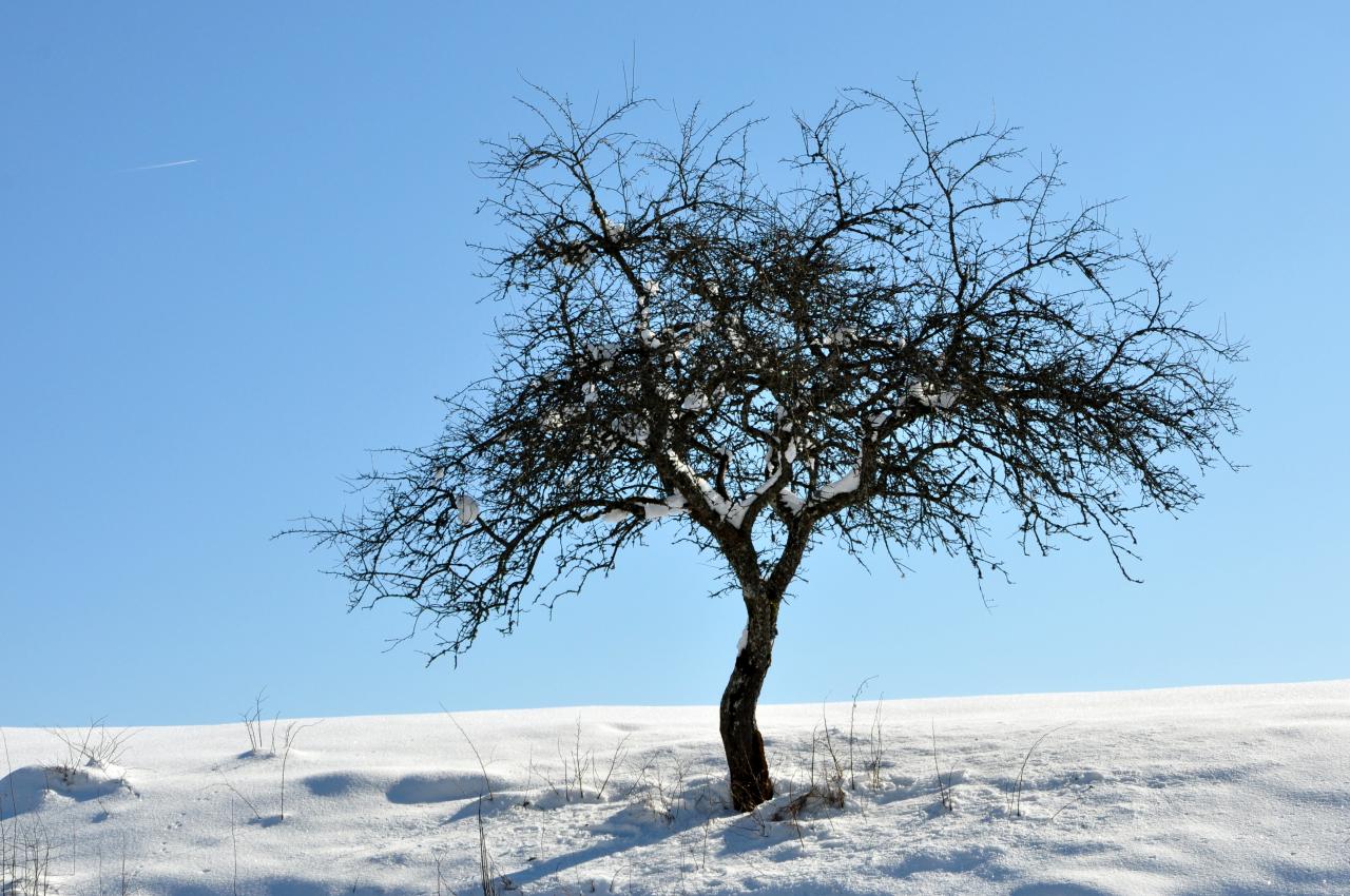 Arbre en hiver à Charquemont - Doubs - Février 2013