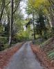 Sous-bois à Soulce-Cernay - Doubs - Octobre 2014